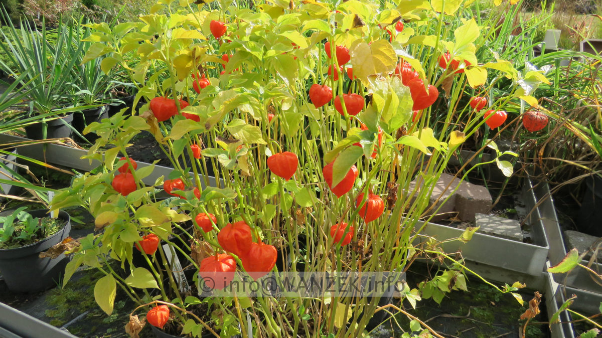 Physalis franchetii - mit Fruechten.JPG